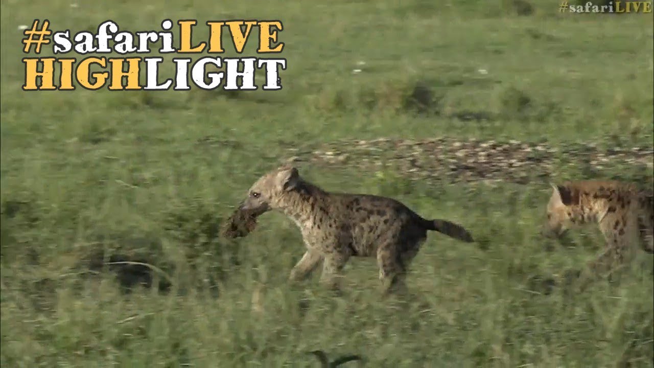 Adorable hyena cubs playing with a clump of dirt