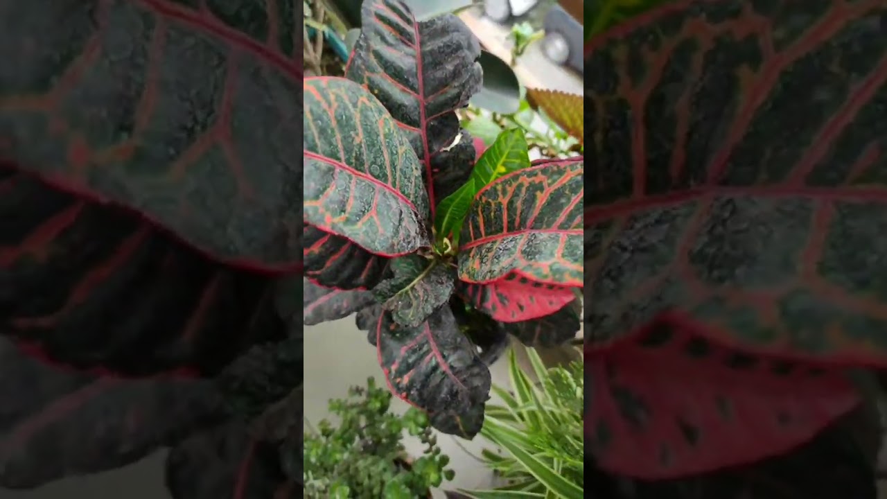 Highlight 4:49 &ndash; 9:49 from Lets talk plants parents 💚@hobbygardeneraj