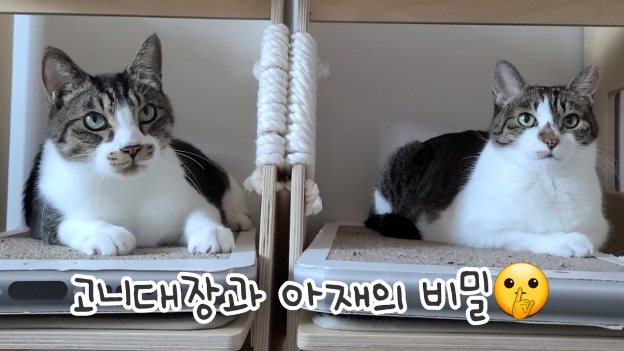 고니대장과 아재의 비밀🤫