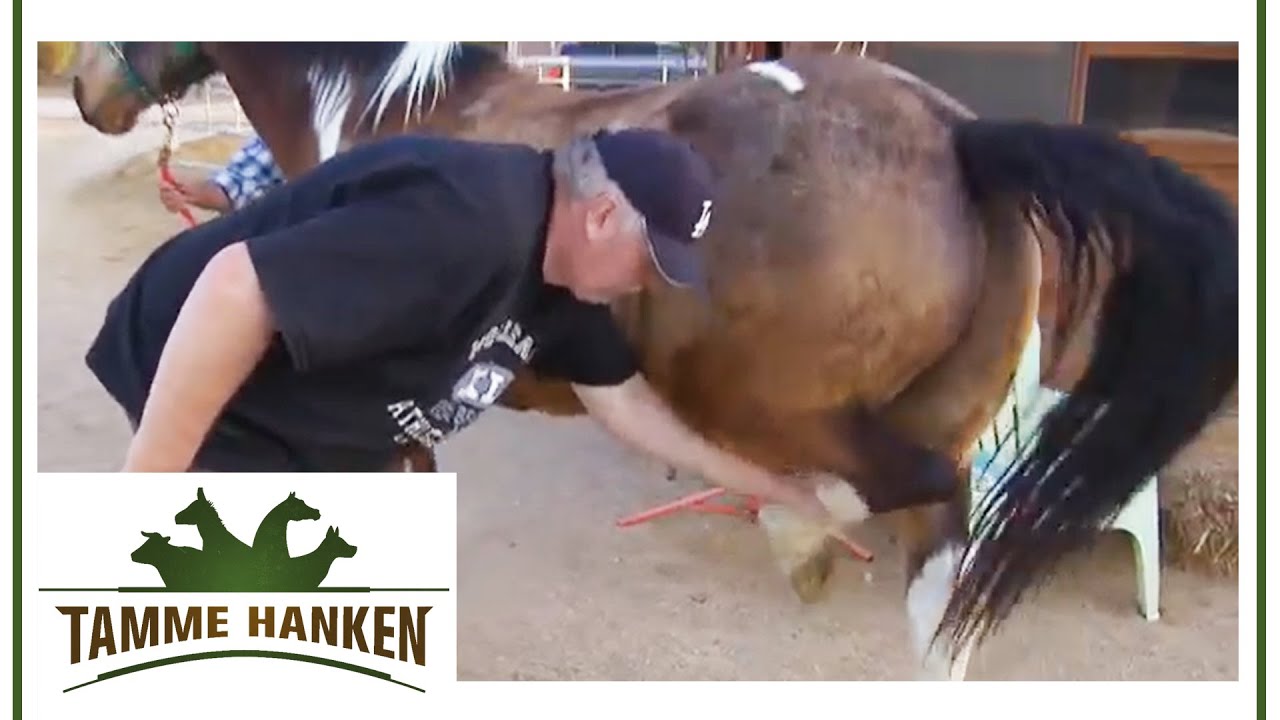Tamme vs. st&ouml;rrischer Gaul! | Tamme Hanken | Kabel Eins