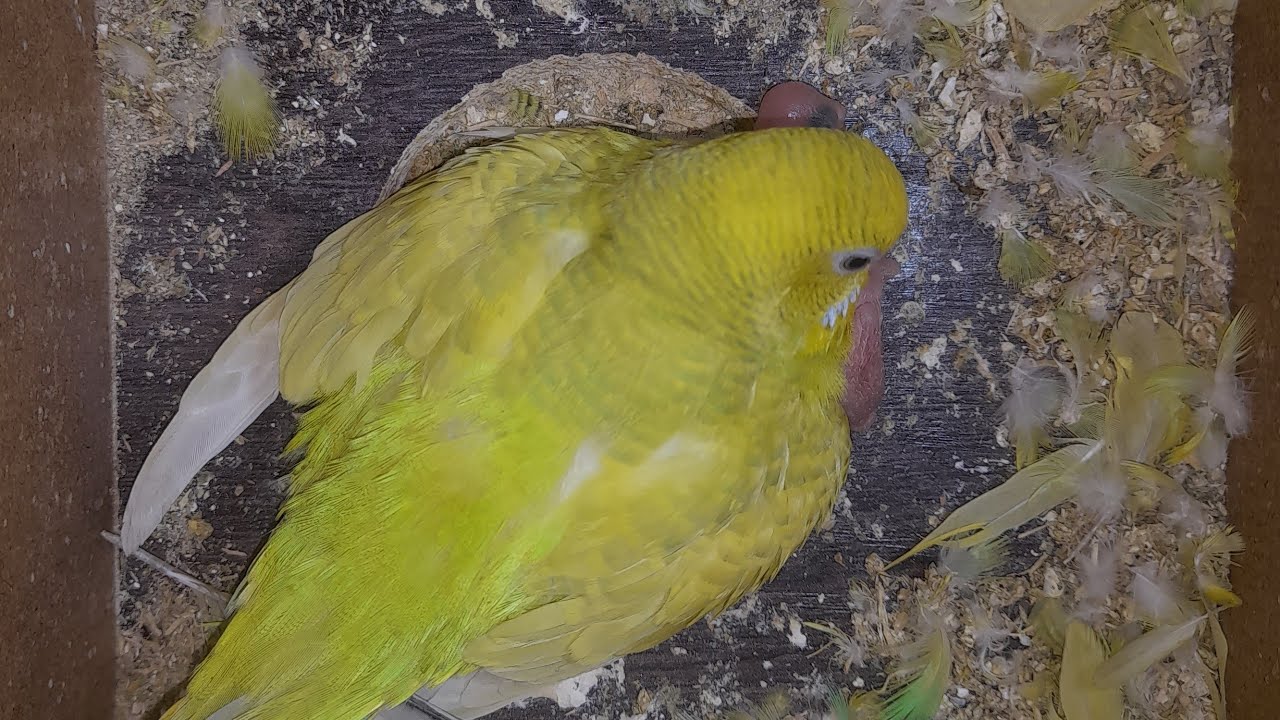 World of Budgie Baby 18.03.2026