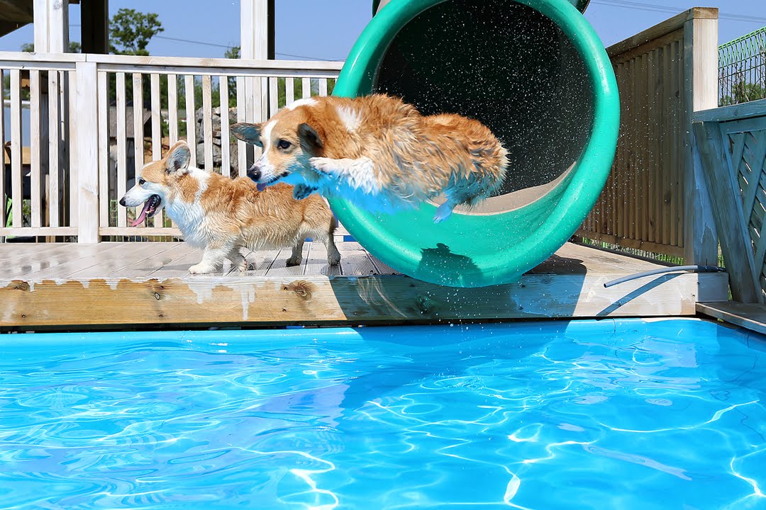 Corgi Pool Party