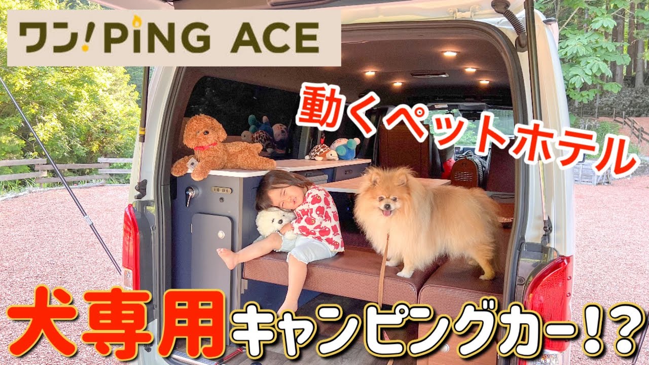 犬専用キャンピングカー！？ワンちゃんも大喜びのハイエース！もはや動くホテルだった…【ワンピングエース】