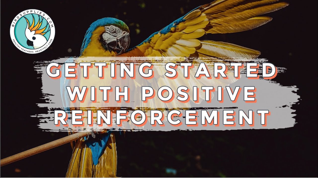 6 Ways To Improve Your Bird's Behavior With Positive Reinforcement