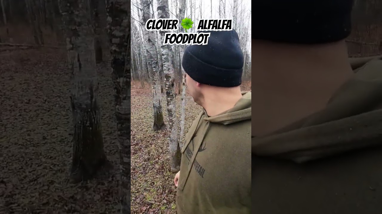 clover and alfalfa food plot#foodplots #clover #alfalfa #perennial #frostseeding #deerhunting