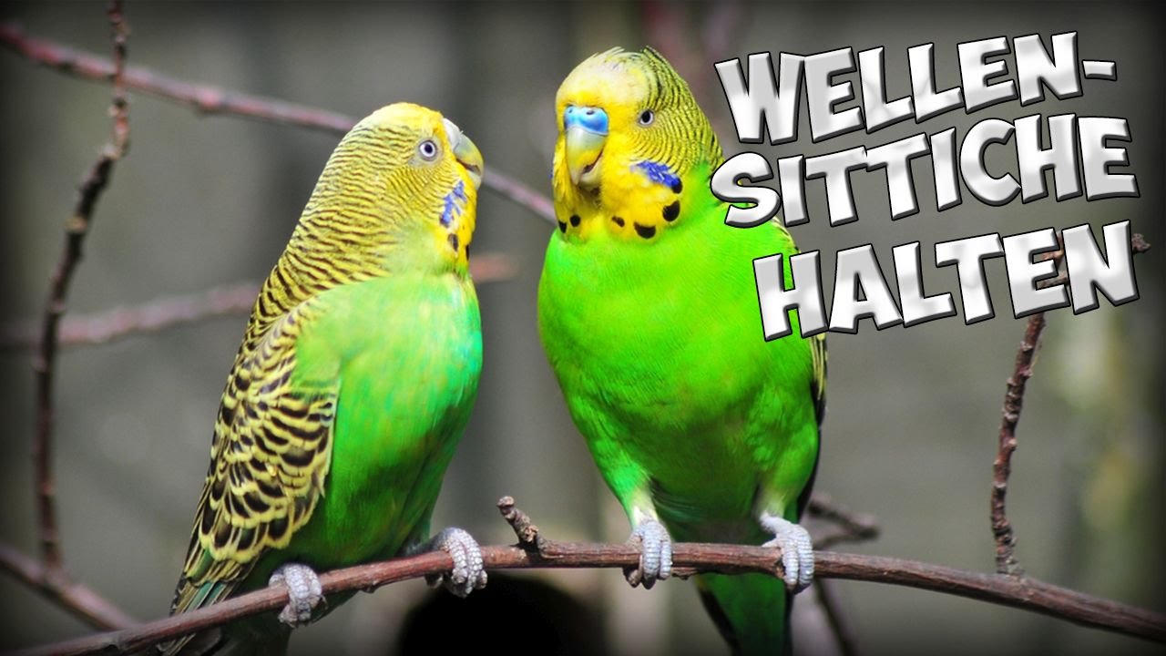 Wellensittiche richtig halten! Artgerechte Haltung vom Wellensittich! Tipps!!