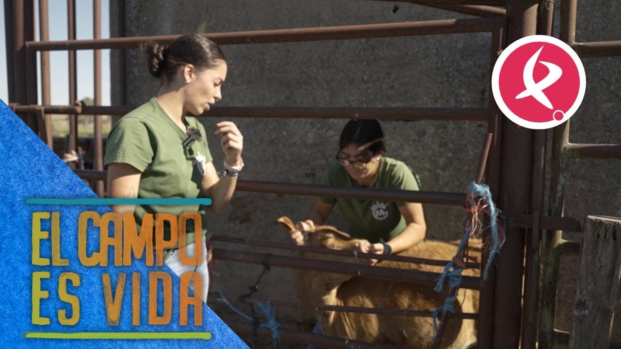 Isabel y Lidia tienen que curar un mal de ojo | Elo campo es vida