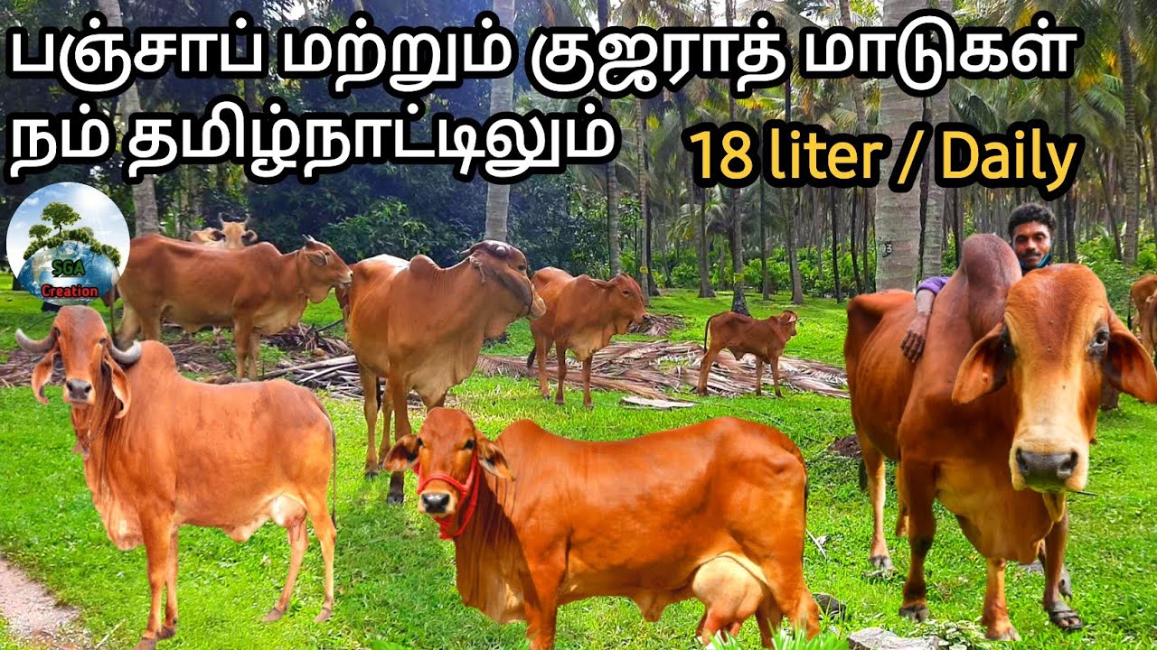 கிர்/சாஹிவால் மாட்டுப் பண்ணை மற்றும் வளர்ப்பு | மாட்டுப்பண்னை ஒரு பார்வை | #SGACreation
