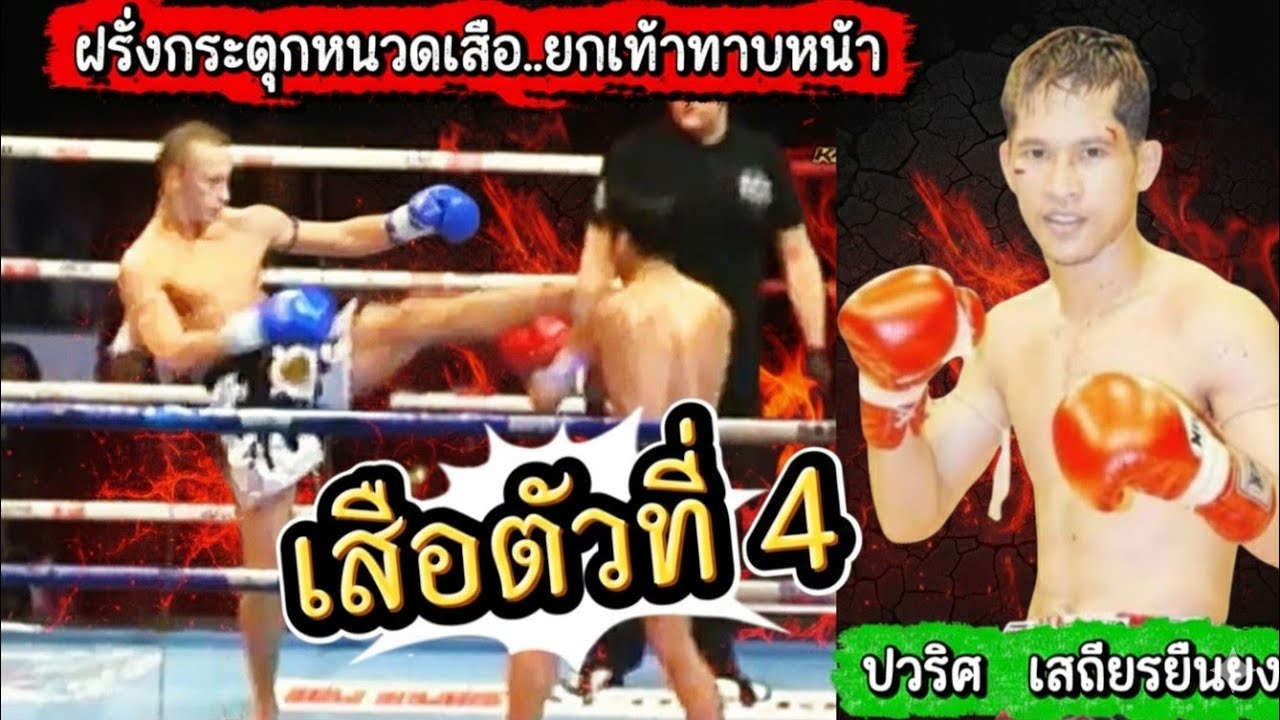 กระตุกหนวดเสือ มวยฝรั่งยกเท้าทาบหน้าแชมป์ปูนเสือตัวที่4งานนี้จบไม่สวย ปวริศเสถียรยืนยง tommybiric