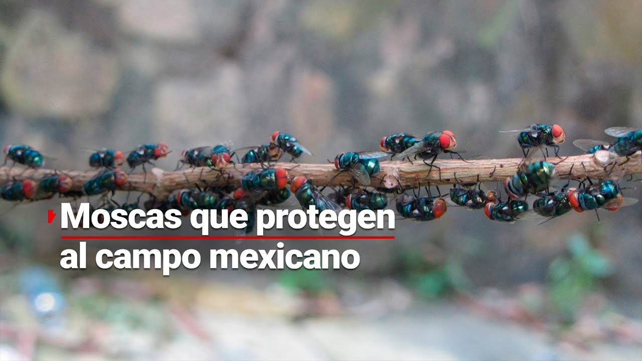 Moscas macho esterilizadas se han convertido en protectores del campo mexicano: controlan la plaga