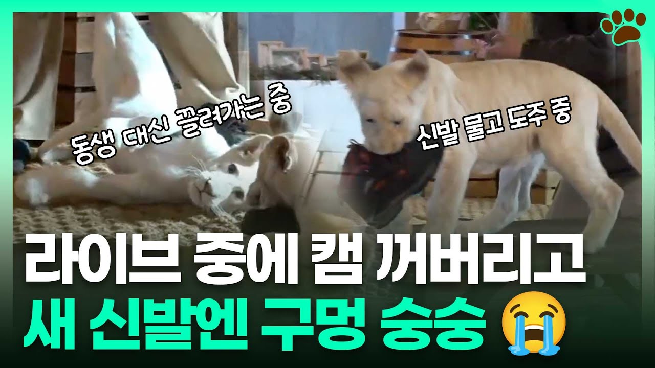 누구보다 빠르게 아빠의 새 신발을 물고 달아났다...!ㅣTBC e슈