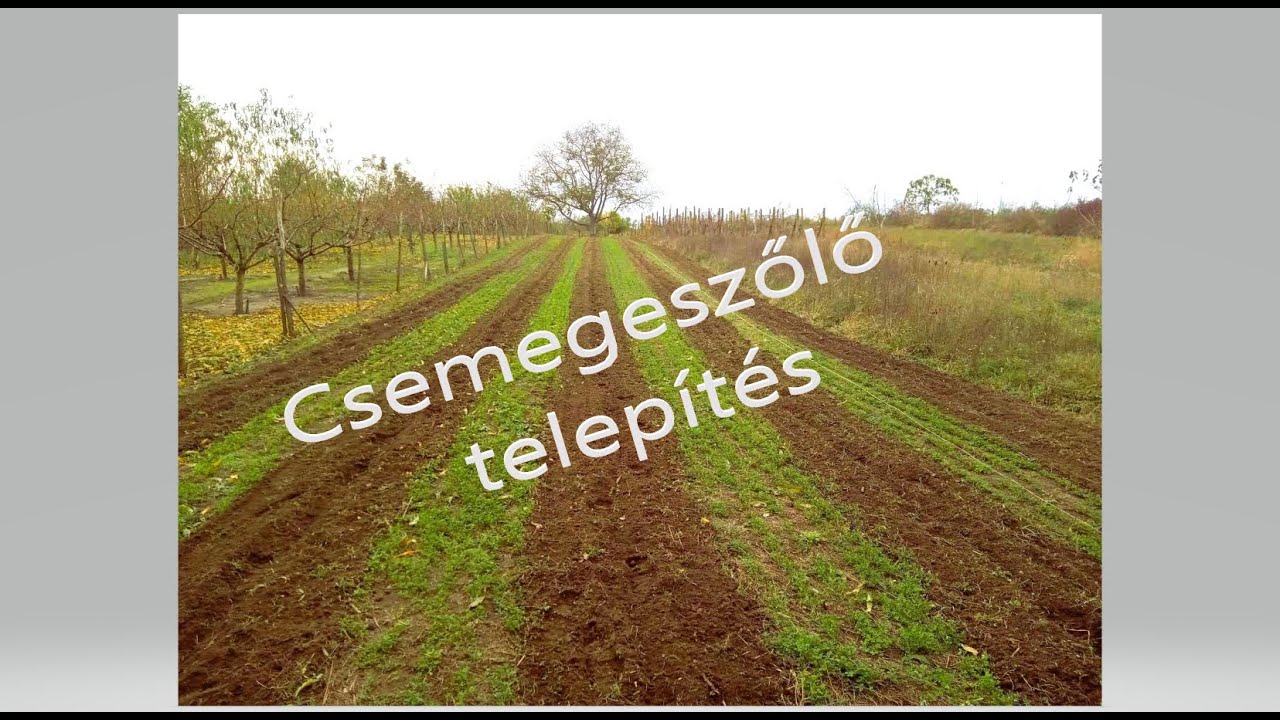 Csemegeszőlő telepítés , gyökereztetés egyszerűen