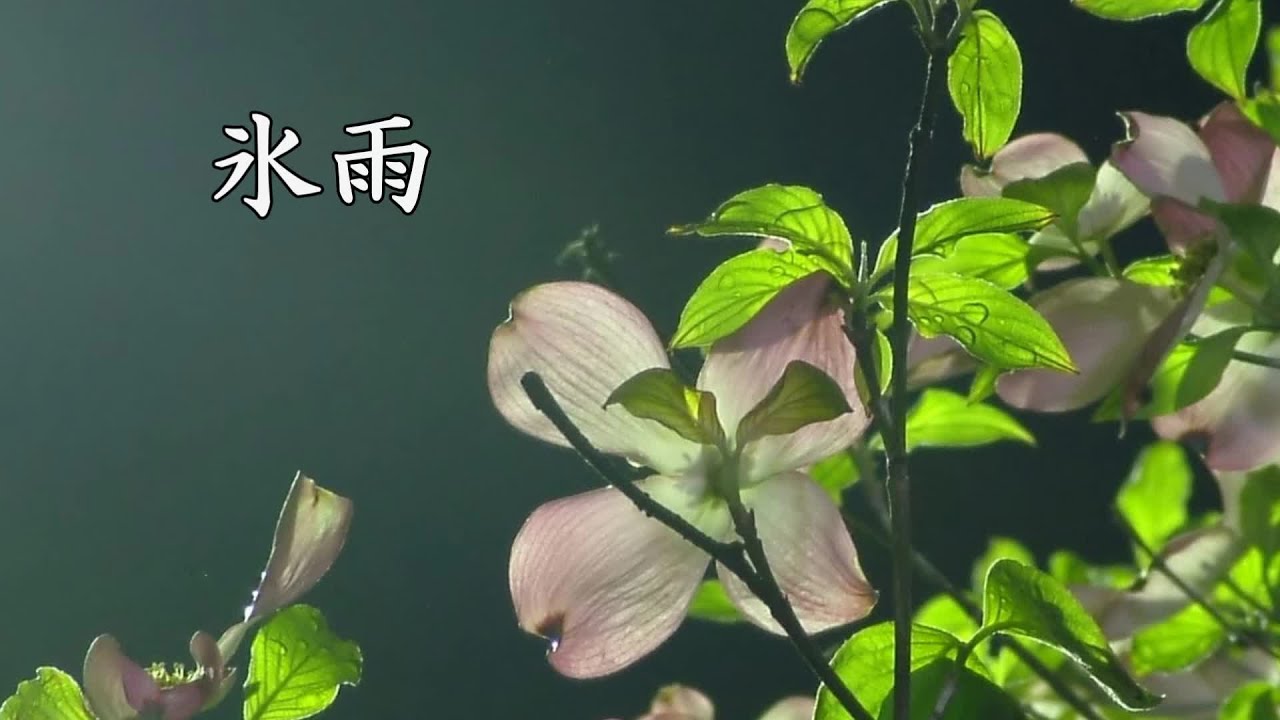 氷雨  八代亜紀