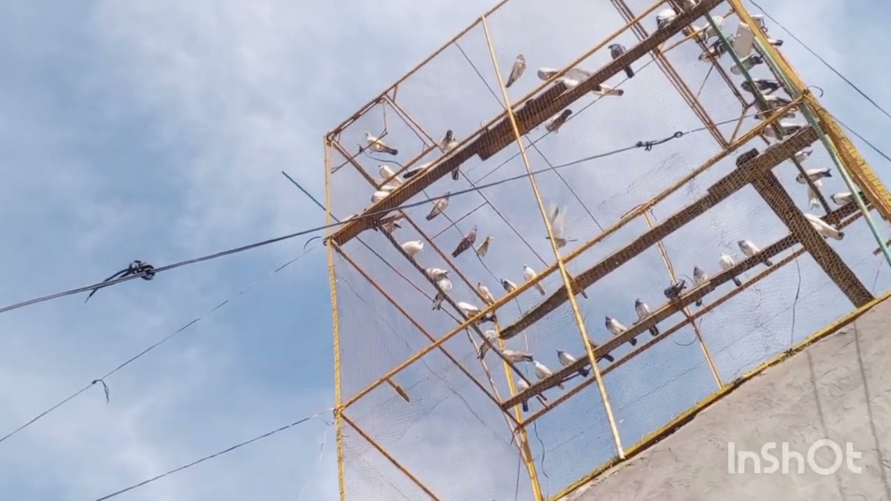 ماشاللہ آج 4 کبوتر پکڑے آج اپنے بی کبوتر پورے ہو گئے اللھامدوللیحہ اللھامدوللیحہ