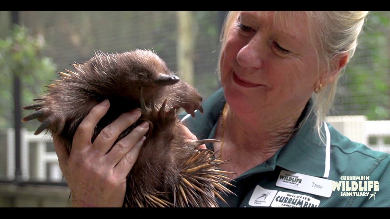 Currumbin Wildlife Sanctuary Volunteers