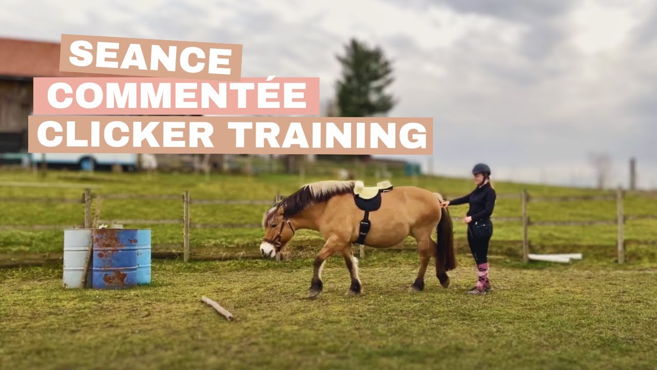 Clicker training - Séance commentée (Cible fixe, Stop button, etc)