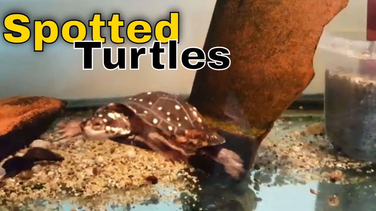 North American Spotted Turtles (Clemmys Guttata)