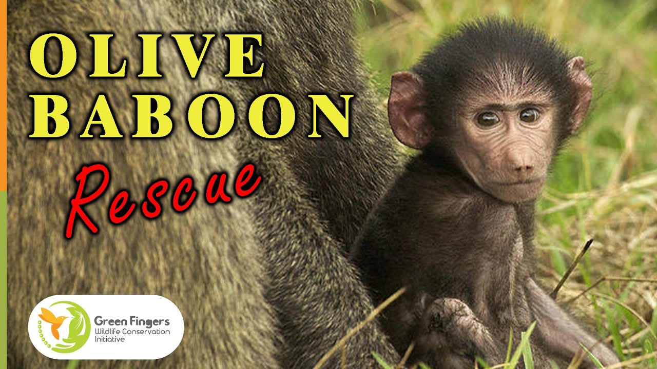 Olive Baboon Rescue