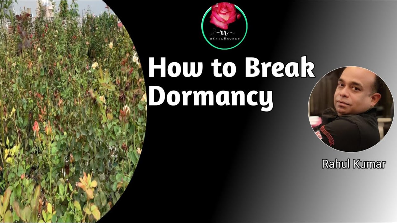 डॉर्मन्सी ब्रेक करने का खास तरीक़ा / Best way to Break The Dormancy in Roses