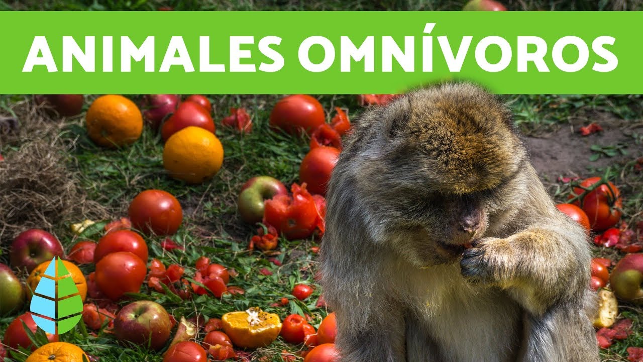Cuales son los ANIMALES OMN&Iacute;VOROS - Que COMEN los animales