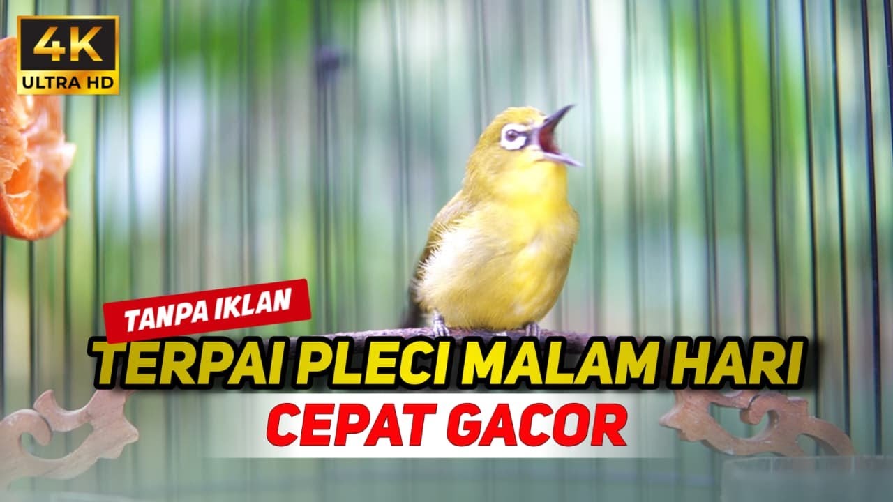 TERAPI PLECI MALAM HARI CEPAT GACOR | TERAPI PLECI MALAS BUNYI