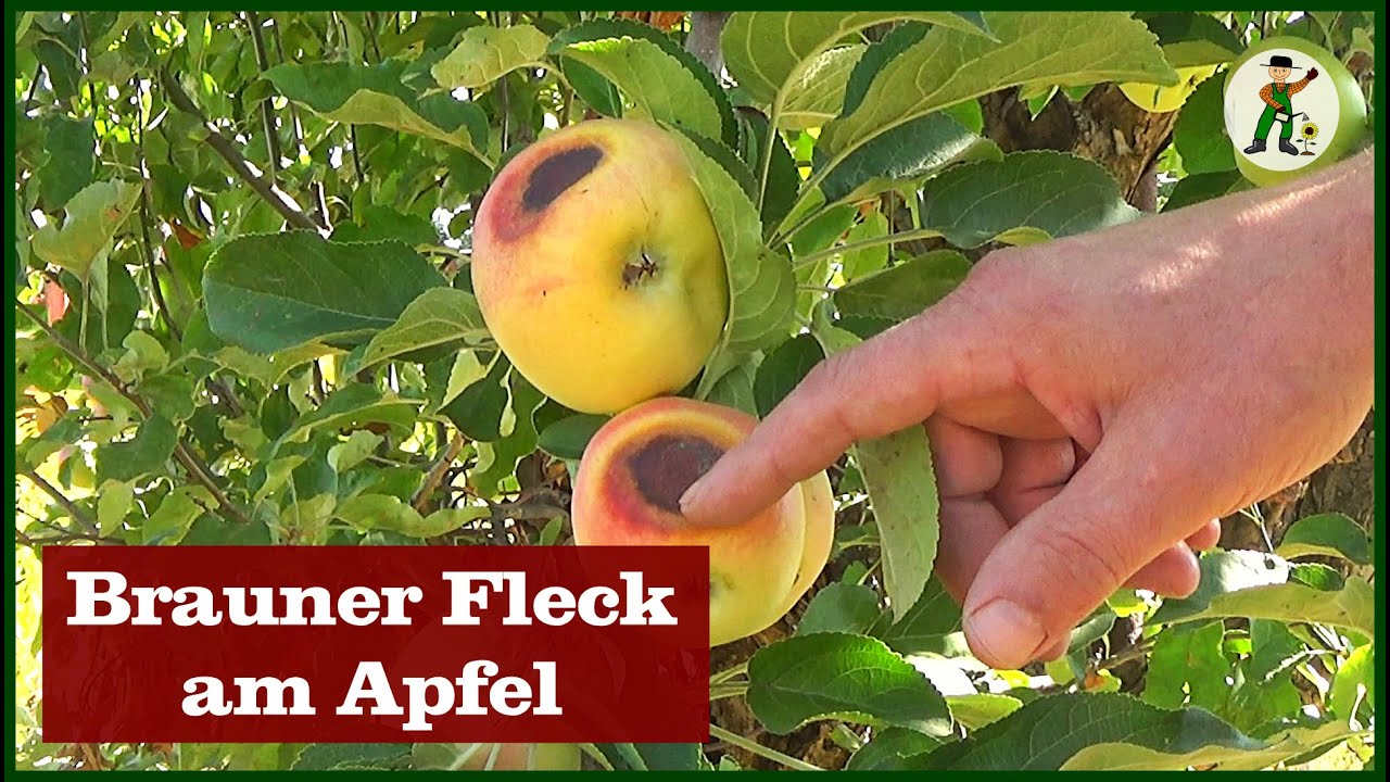 Apfel hat großen braunen Fleck