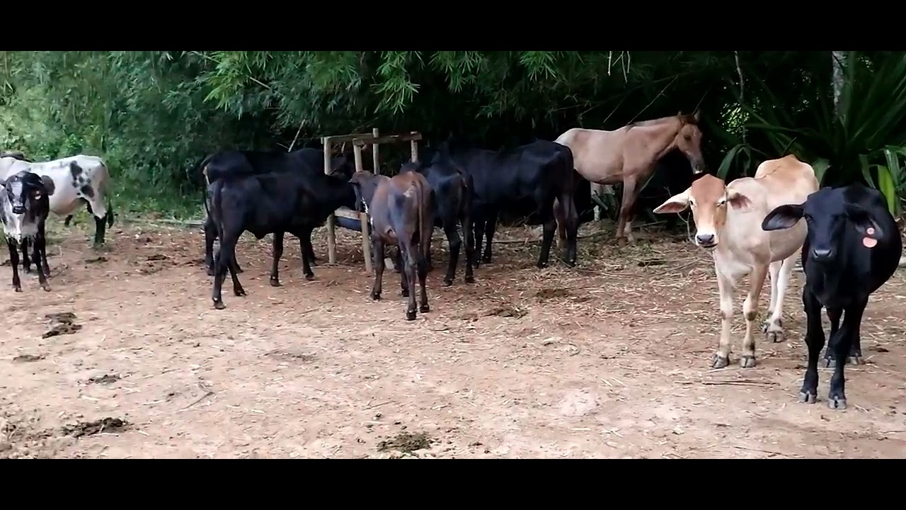 Criador de bezerros Tabapuã Muriaé MG Minas gerais 