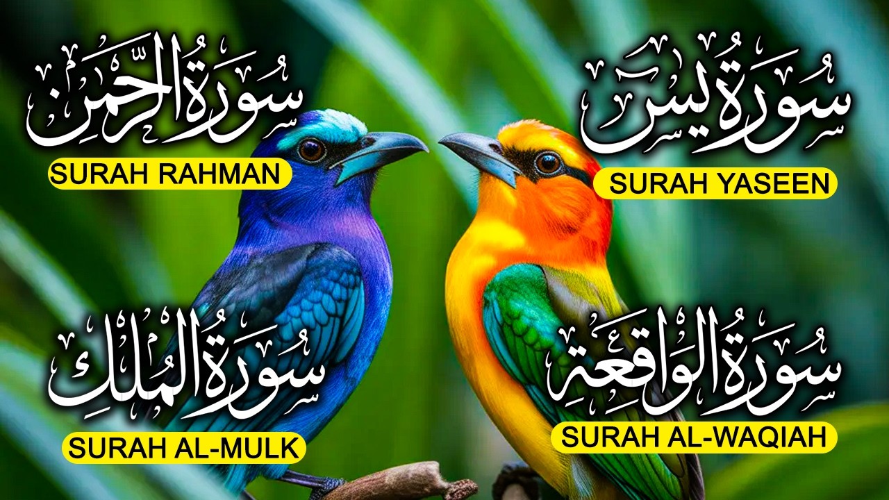 Surah Yaseen ❤ Surah Rahman ❤ Surah Al Waqia ❤ Surah Al mulk Soothing Quran recitation | EP009