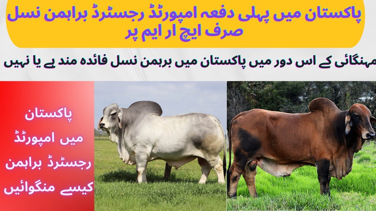 Australian Brahman | First time in Pakistan imported registered Brahman Cow breed in Pakistan on HRM
