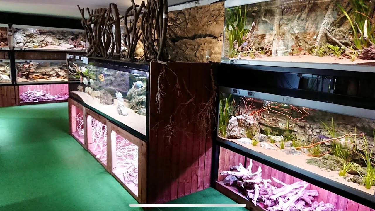 MINDBLOWN! 🤯 INSANE DANISH AQUARIUM STORE