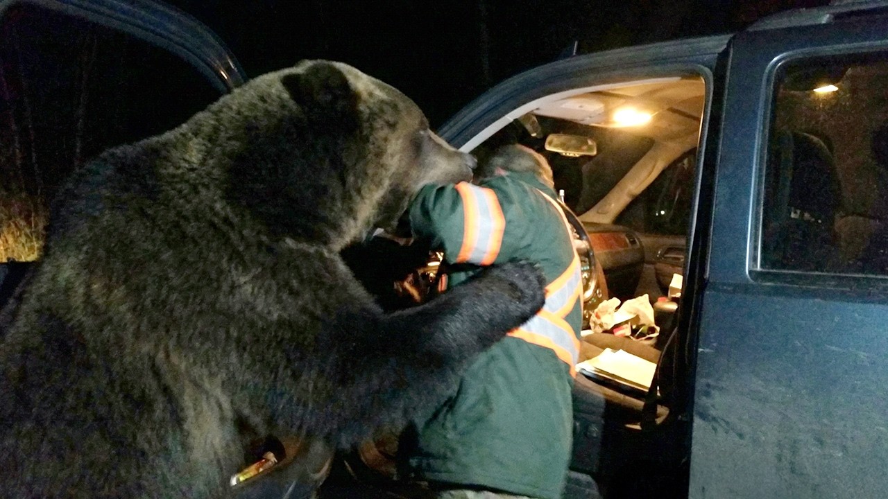 Grizzly Bear Attacks Family in Parking Lot at 3 AM on January 9th, 2026