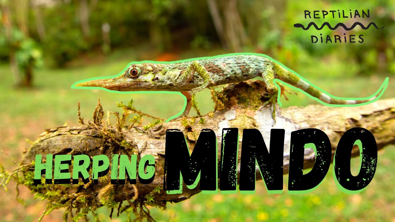 HERPING in Mindo! A quick stop in the cloud forests to see some reptiles and amphibians!!