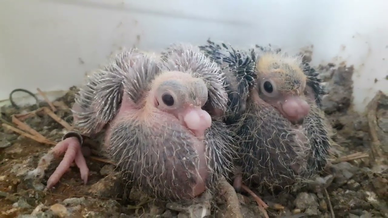 palomas pichones de buchones 2023 los últimos del año ,, más guerreros
