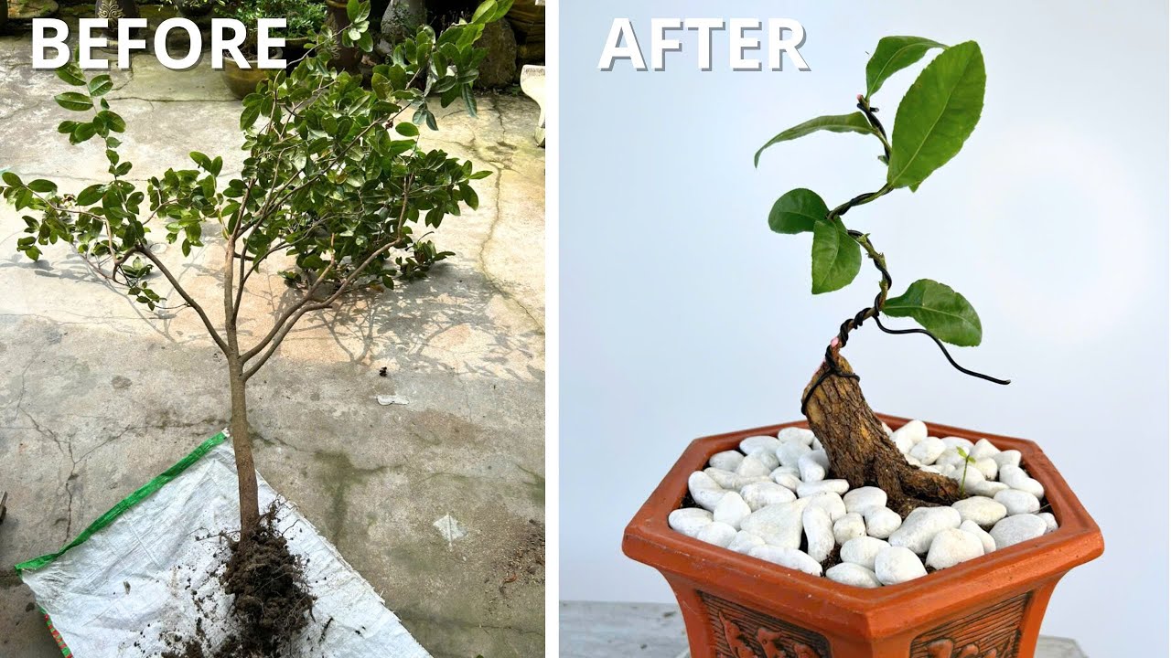 Step 1: Shaping a Mai Blossom Tree into a Perfect Miniature!