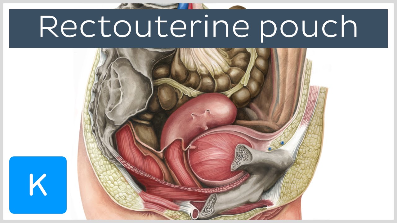 Rectouterine pouch (rectouterine excavation, pouch of Douglas) - Human Anatomy | Kenhub