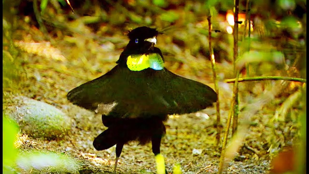 La danse hilarante de l'oiseau de paradis - ZAPPING SAUVAGE