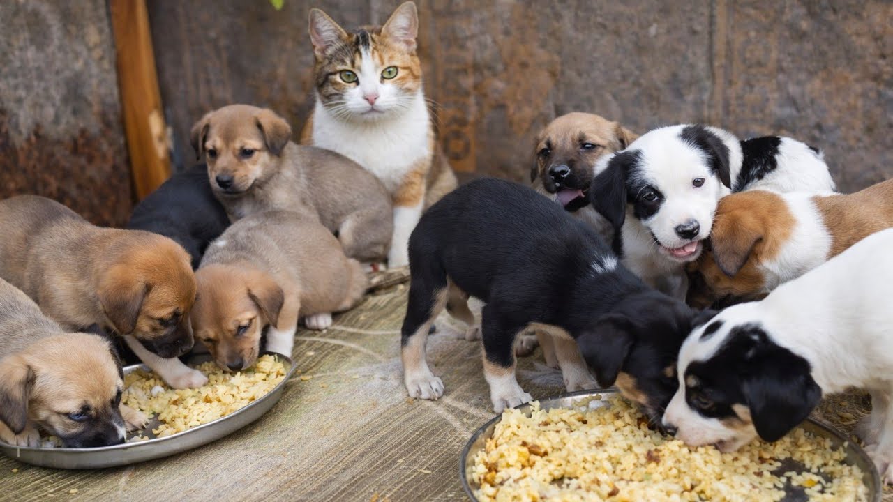 Caring for Orphaned Puppies Without a Mother 🐶💖 | Feeding, Warmth & Survival Story