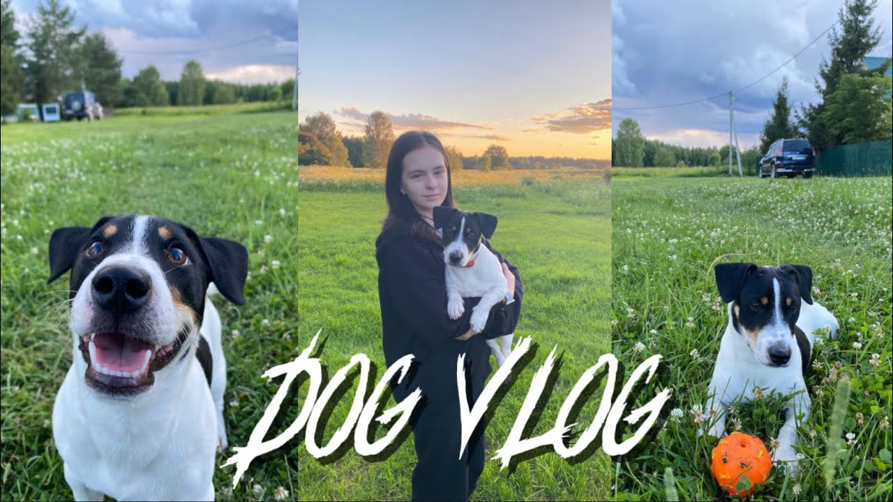 DOG VLOG 🐶 мой день с собакой 💋👩🏻‍💻