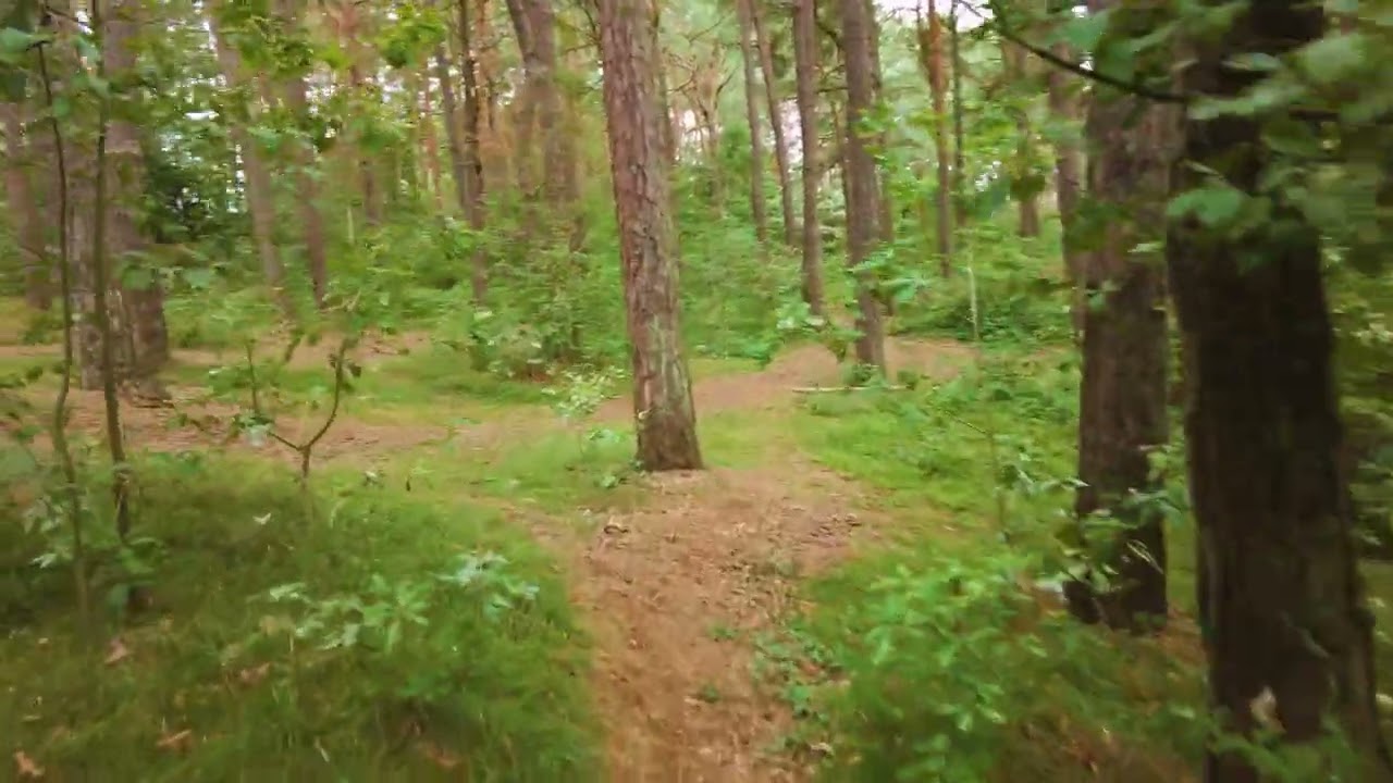 Nie uwierzysz, jak piękny jest las w Ustce! [4K]
