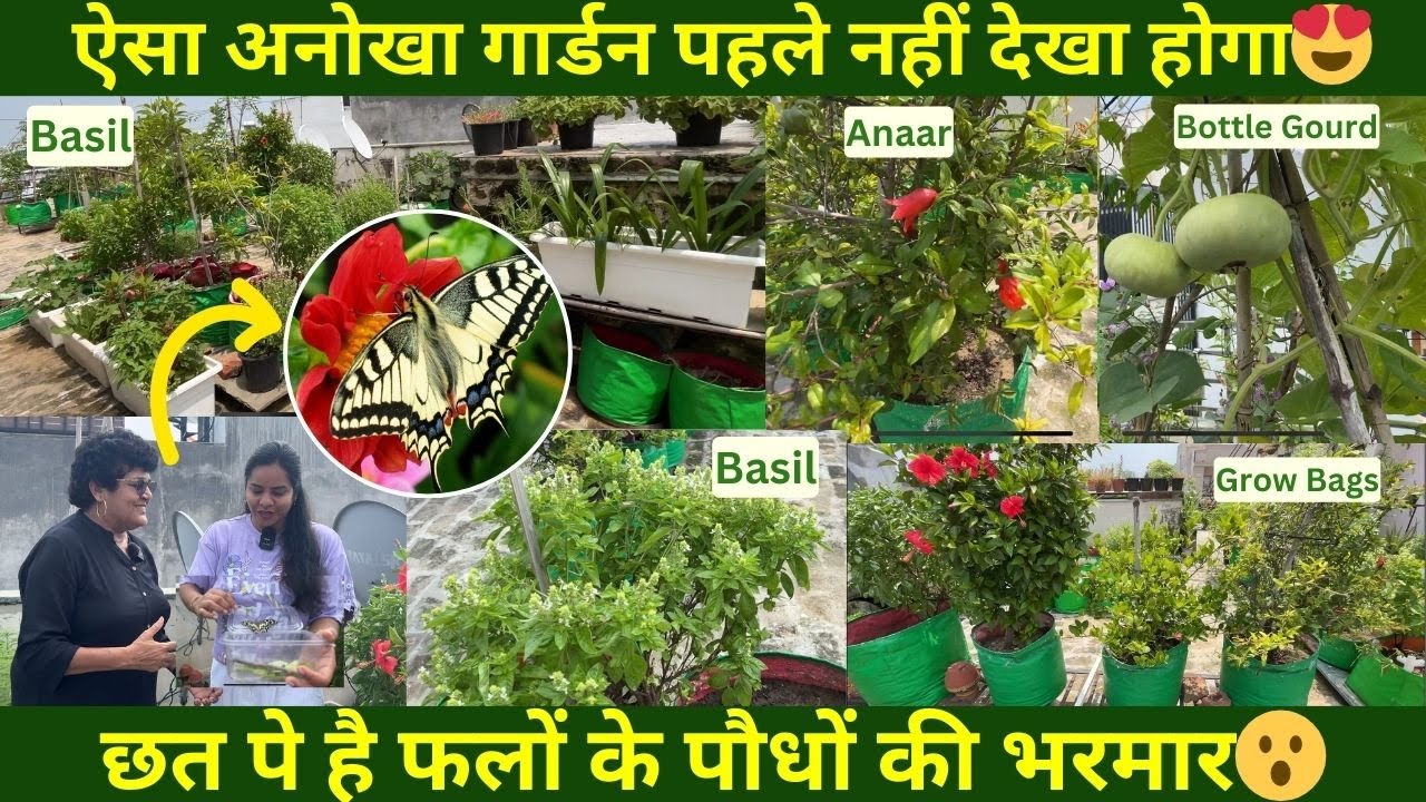 ऐसा अनोखा गार्डन पहले नहीं देखा होगा😍 छत पे है फलों के पौधों की भरमार😮 Fruit Plants Gardening Tips