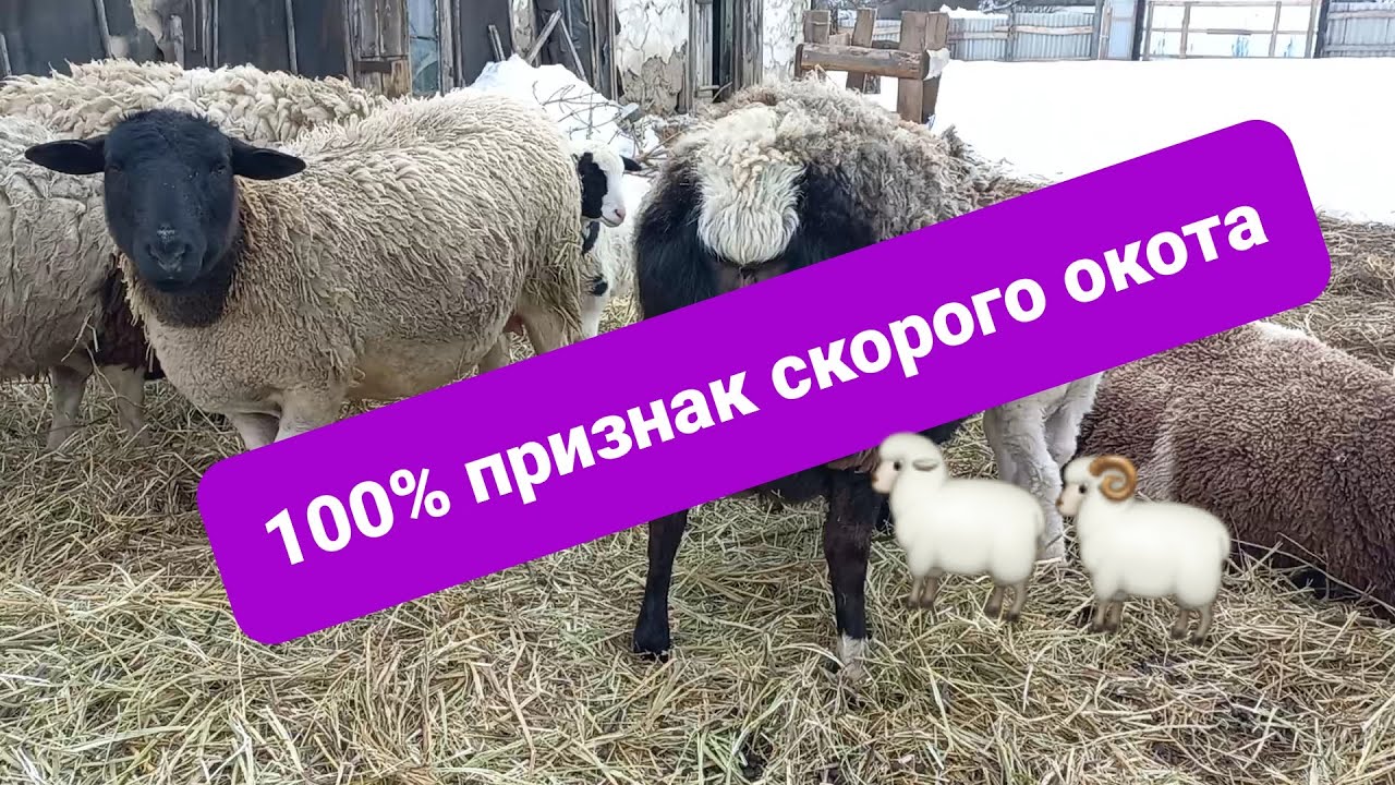 100% признаки скорого окота овец🐑🐑