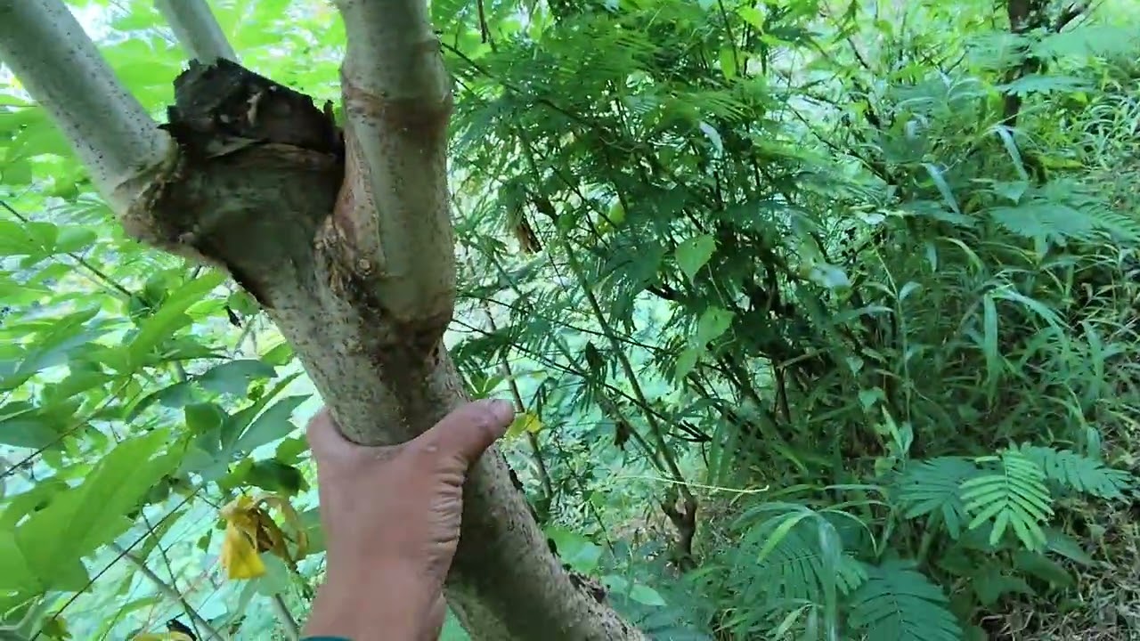 PAKAN ANDALAN SINGKONG KARET