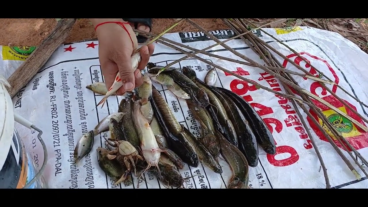 Catch and cook snack head fish using rods
