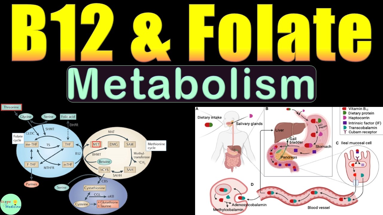Метаболизм витамина B12 и фолиевой кислоты: всасывание, пути метаболизма, клеточные функции и деф...