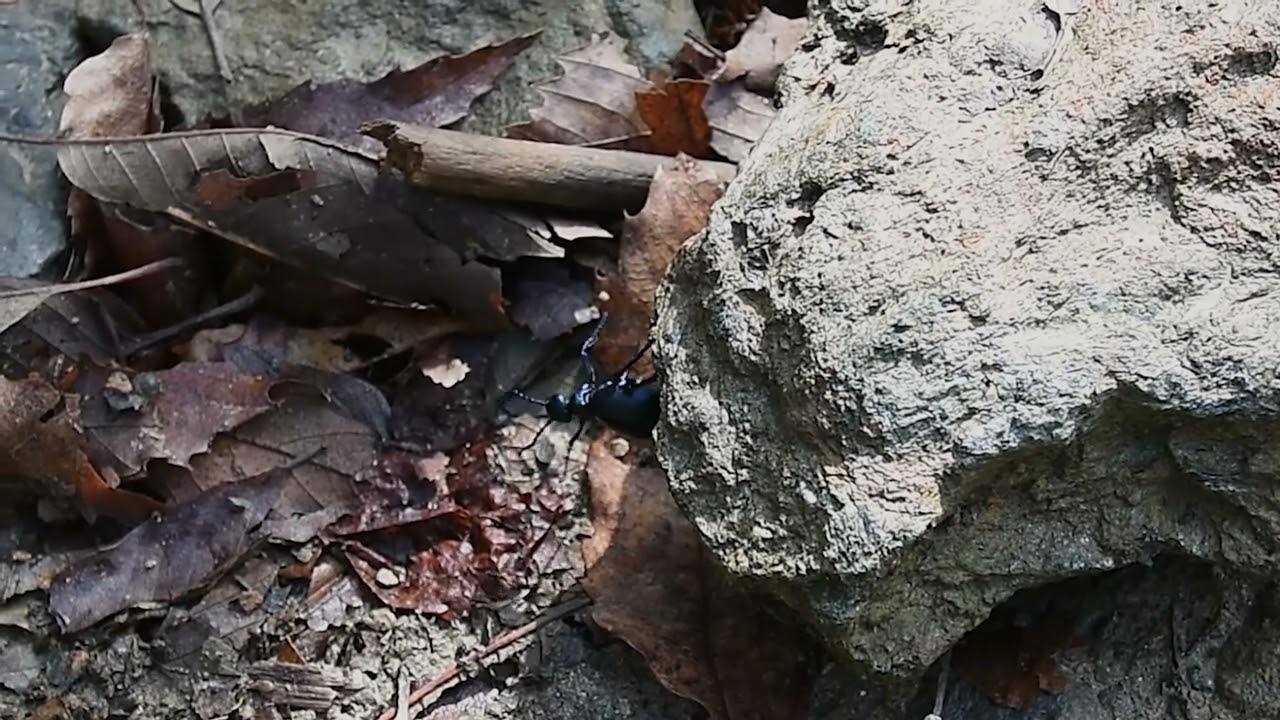 Varazze Boulder, 