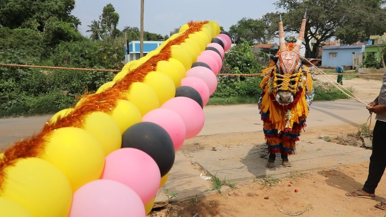 Furious Jallikattu bull decoration, Bail pola, bhairava bagur, Hallikar Stud bull