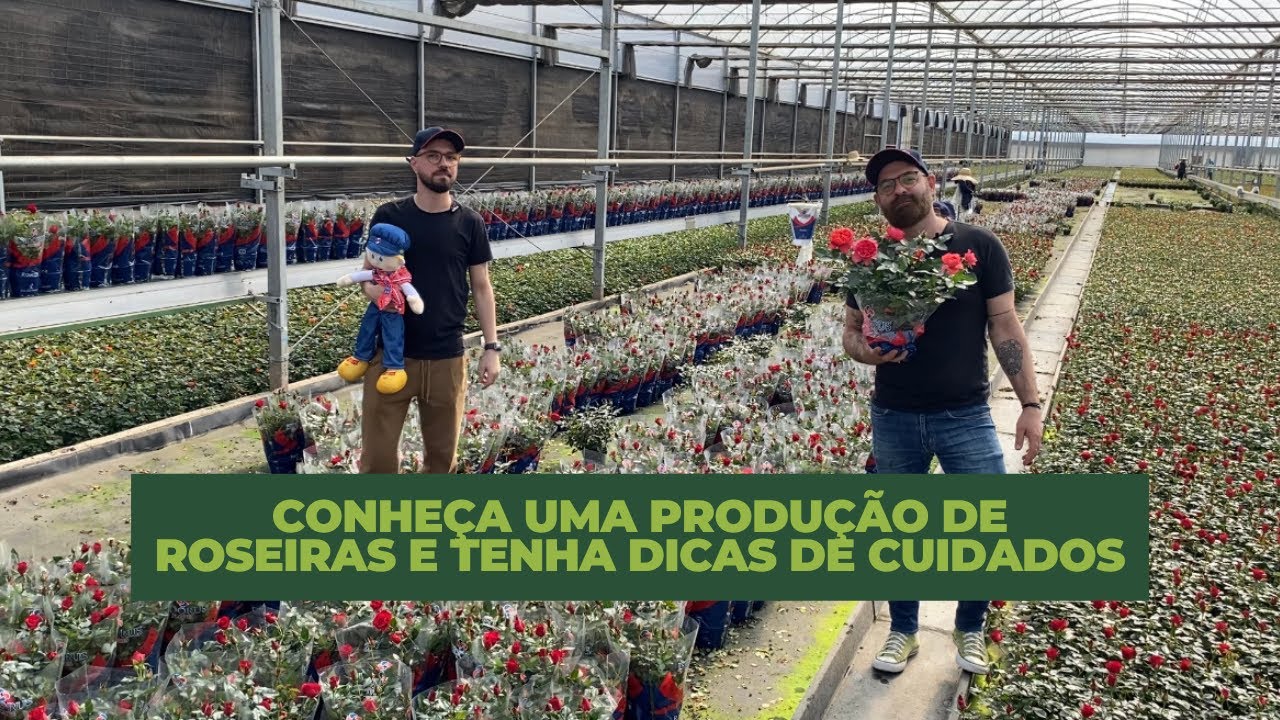 Conheça a produção de Roseiras do Isidorus Flores em Holambra!