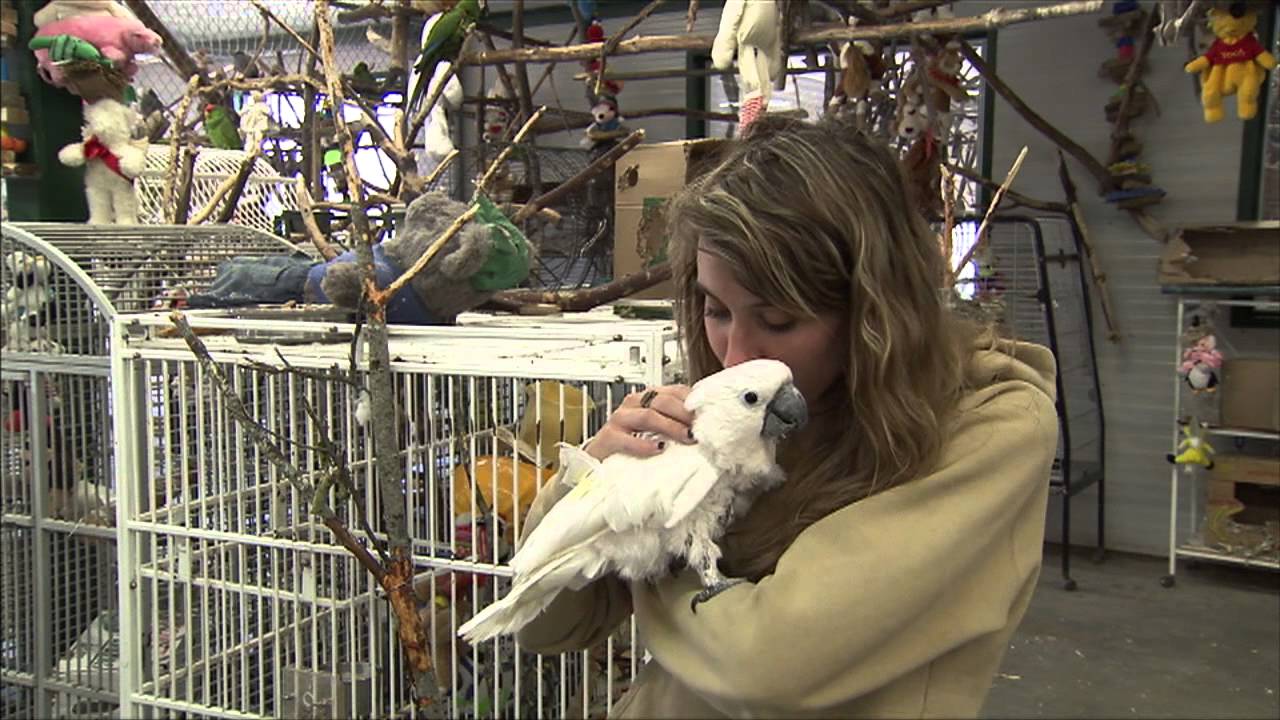 Parrot Refuge for Unwanted Pet Birds - Senior Living