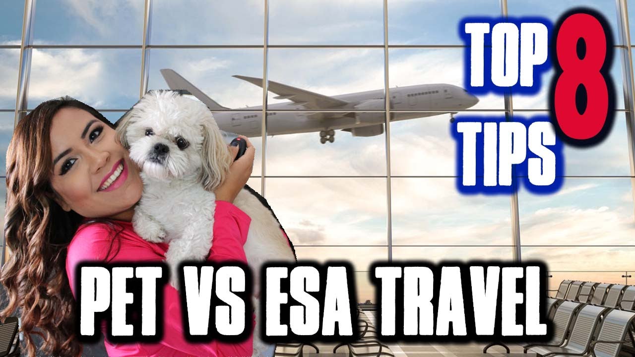 PET IN CABIN TRAVEL INFO vs ESA TRAVEL (EVERY AIRLINE IN USA) | TOP 8 Tips