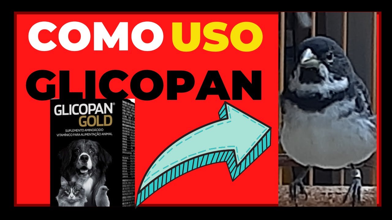 COMO USO GLICOPAN GOLD EM PAPACAPIM PARA TORNEIOS?